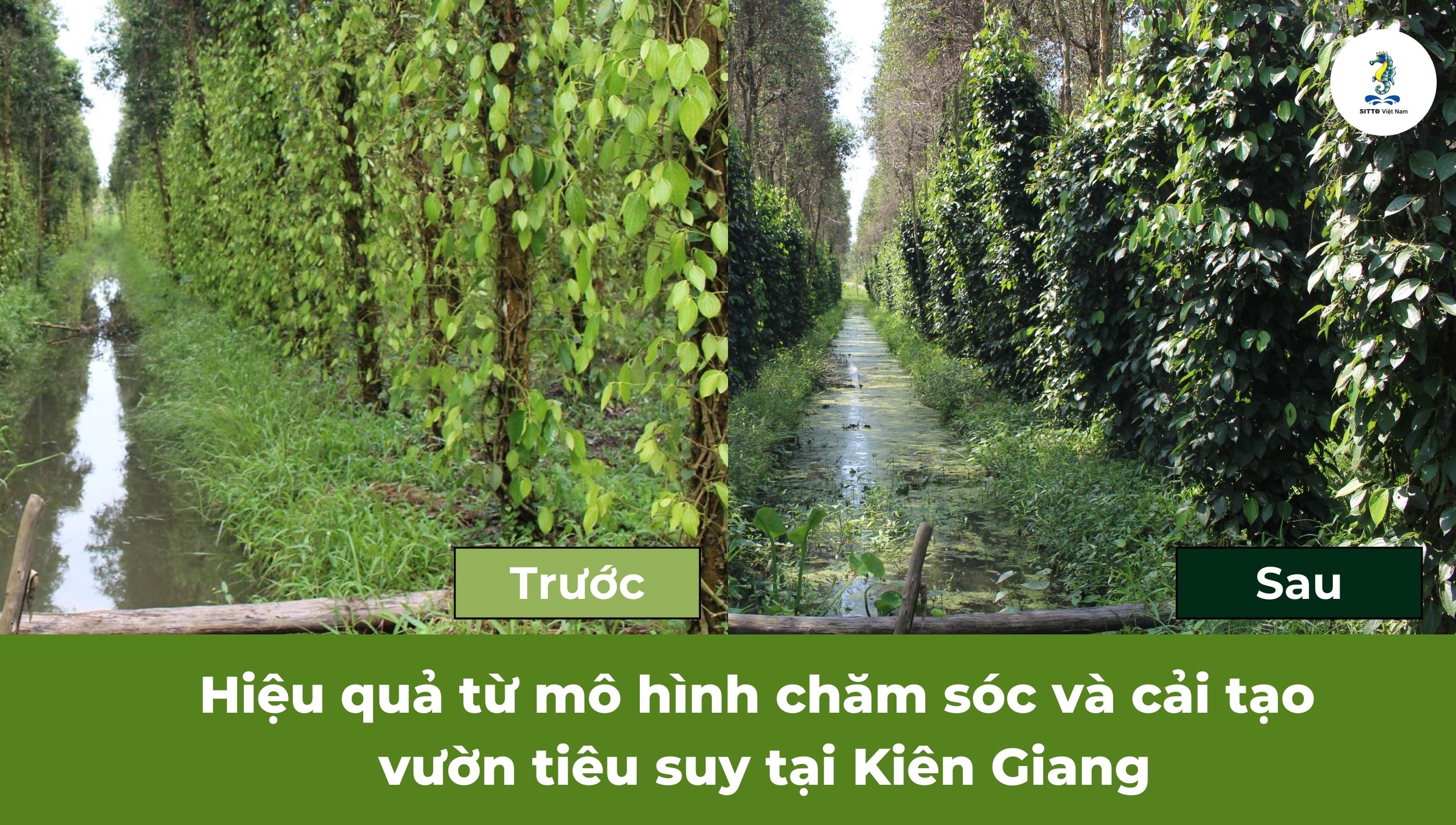 Hiệu quả từ mô hình chăm sóc và cải tạo vườn hồ tiêu suy tại Kiên Giang