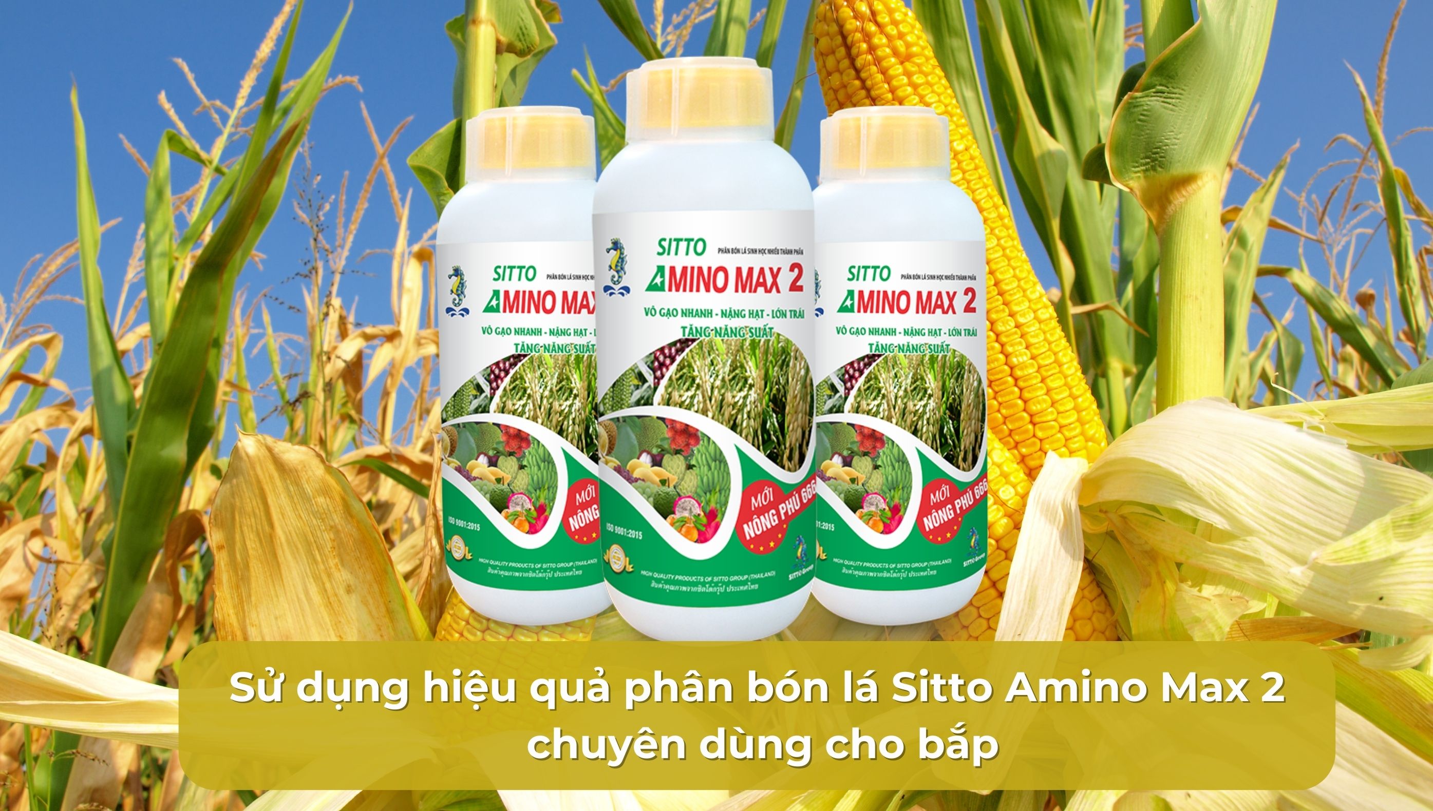 Sử dụng hiệu quả phân bón lá Sitto Amino Max 2 chuyên dùng cho bắp