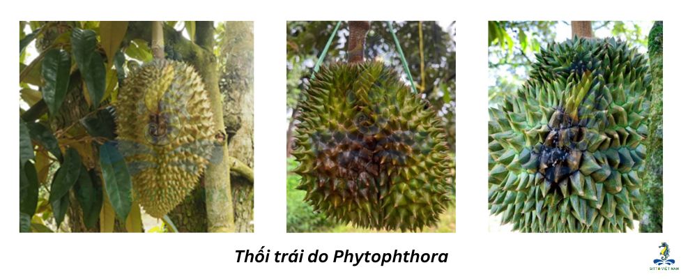 Bệnh thối trái do nấm Phytophthora sp. gây ra