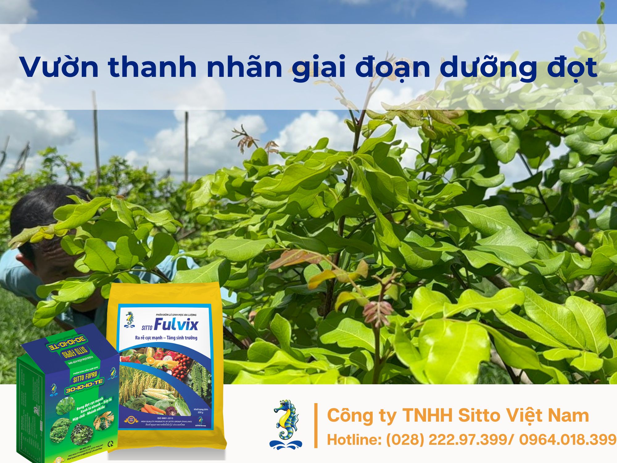 Vườn thanh nhãn Cù Lao, Sóc Trăng