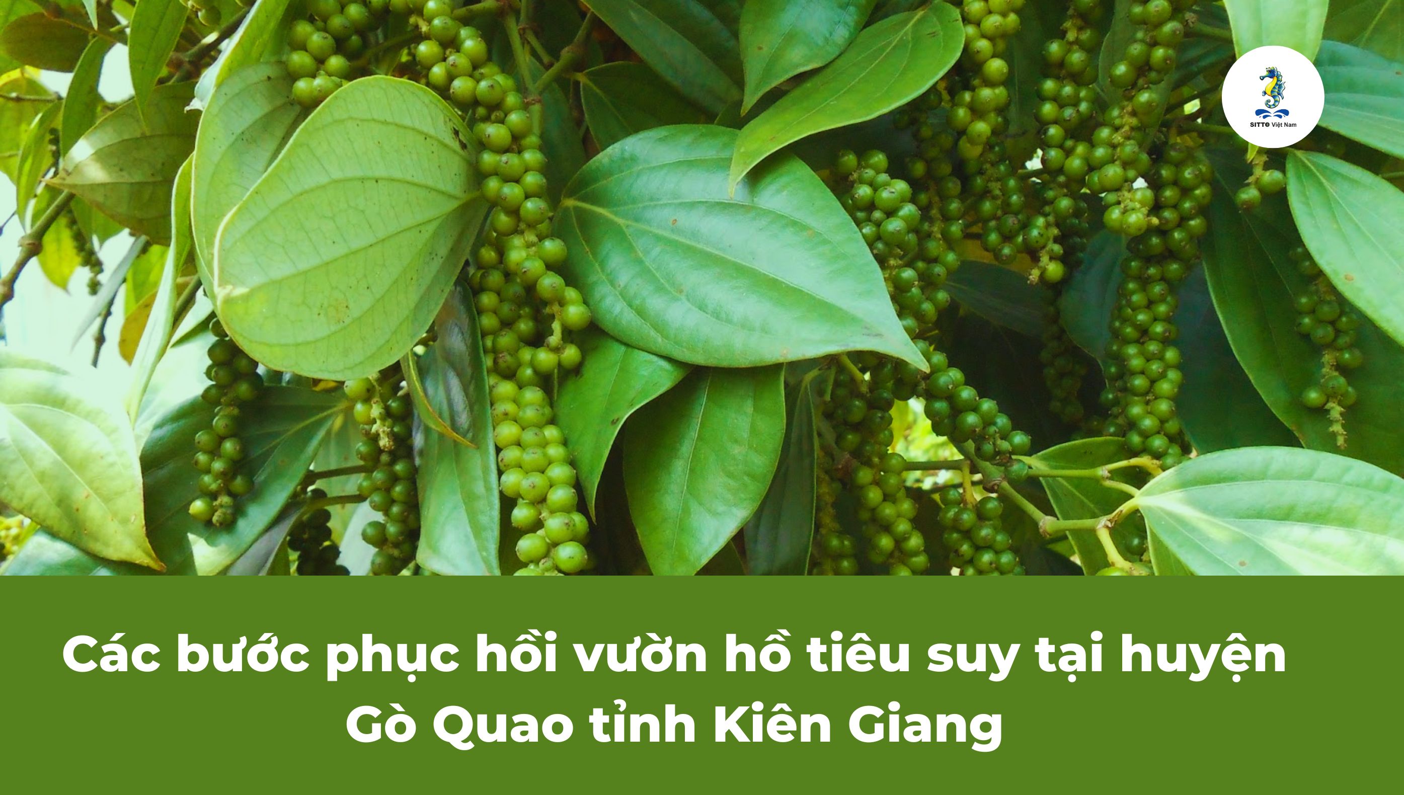 Các bước phục hồi vườn hồ tiêu suy tại huyện Gò Quao tỉnh Kiên Giang