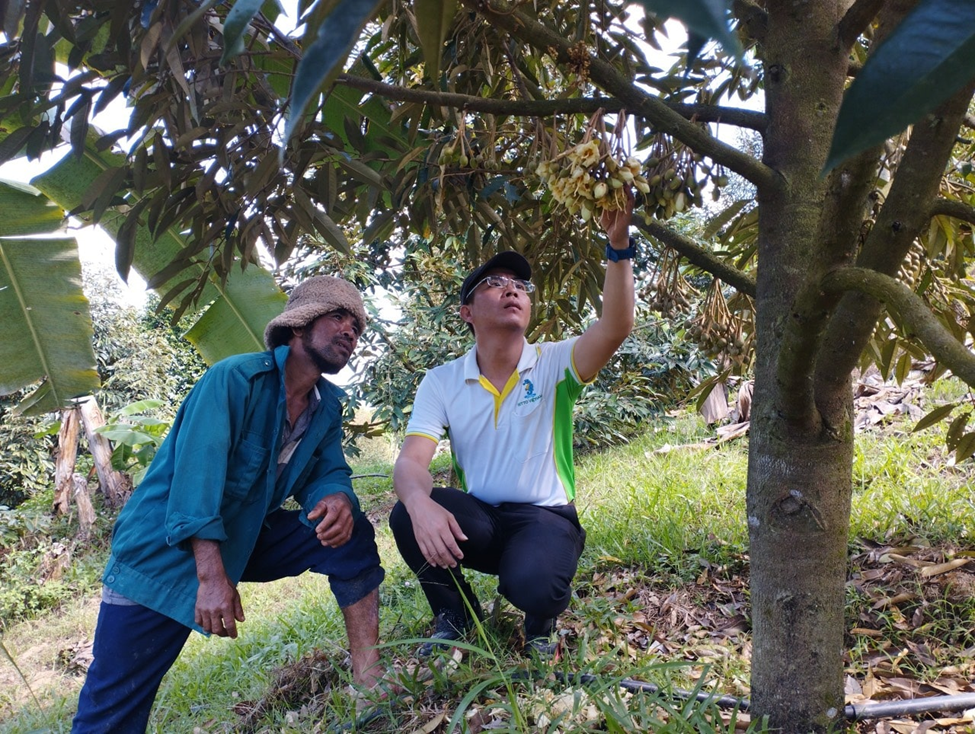 Cán bộ kỹ thuật công ty TNHH Sitto Việt Nam hướng dẫn nông dân cách chăm sóc sầu riêng ở Tây Nguyên