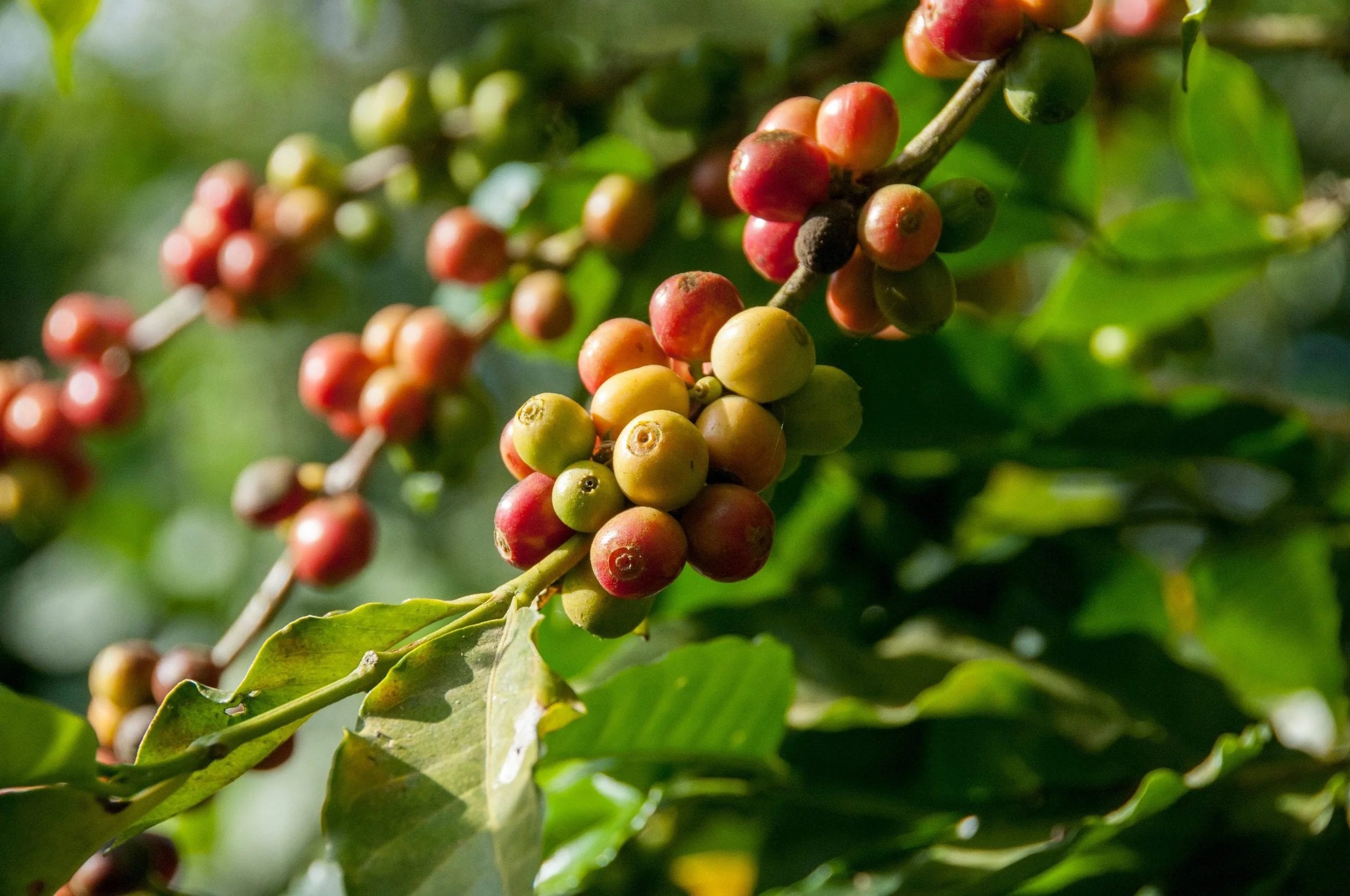 Khắc phục thiếu dinh dưỡng để cây cà phê đạt năng suất cao