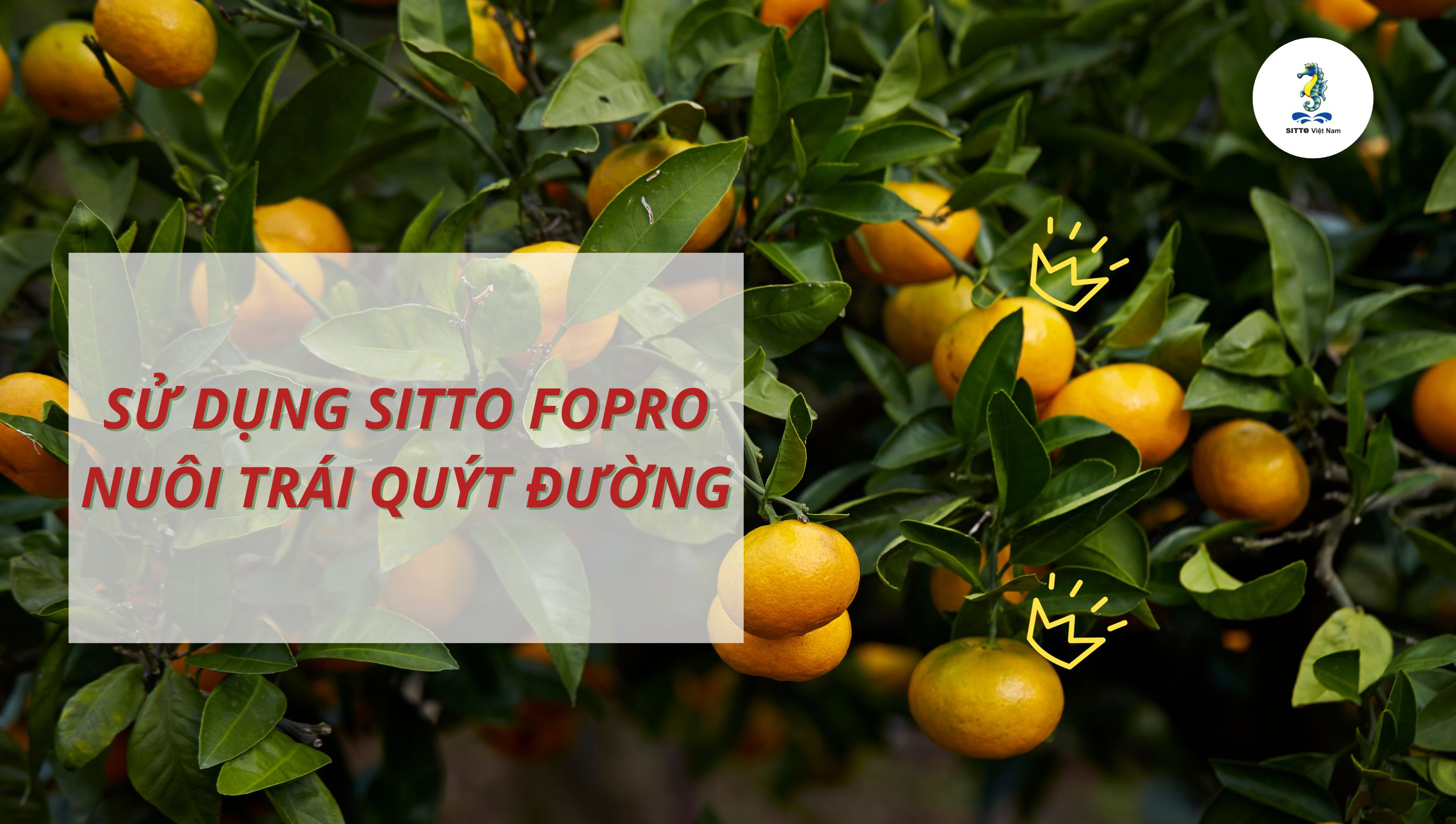 Sử dụng Sitto Fopro nuôi trái quýt đường tại Lai Vung – Đồng Tháp