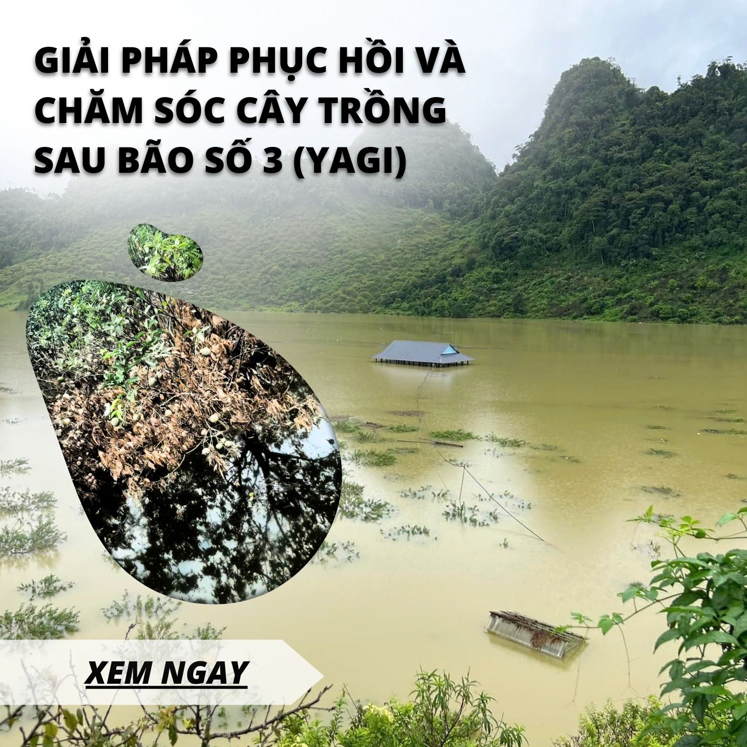 GIẢI PHÁP PHỤC HỒI VÀ CHĂM SÓC CÂY TRỒNG SAU LŨ LỤT