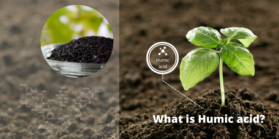 Fulvic acid và Humic acid có khả năng ảnh hưởng đến độ pH của đất