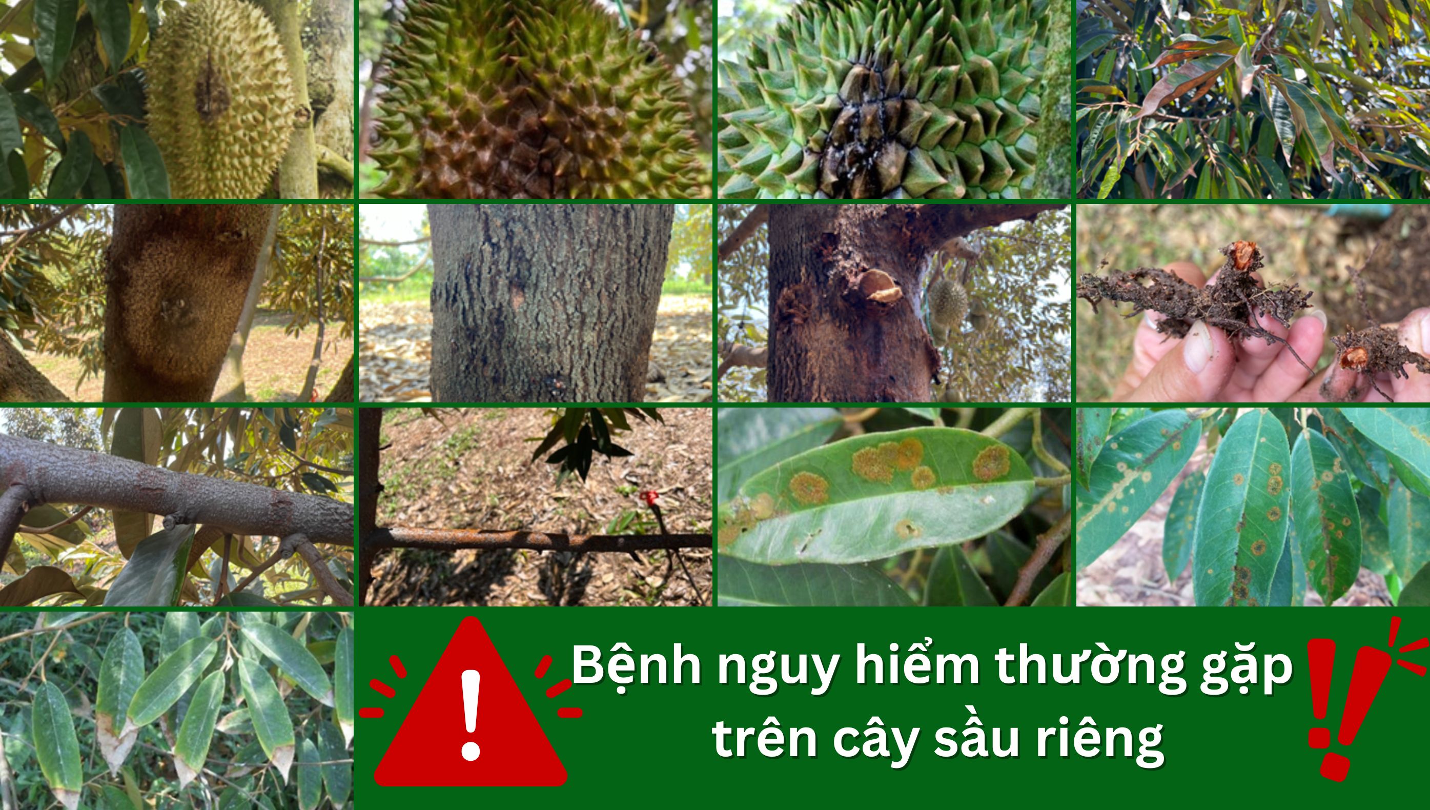 Bệnh trên cây sầu riêng nguy hiểm, thường gặp mùa mưa: Nguyên nhân, triệu chứng và xử lý bệnh
