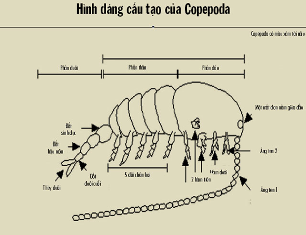 Hình dạng cấu tạo của Copepoda