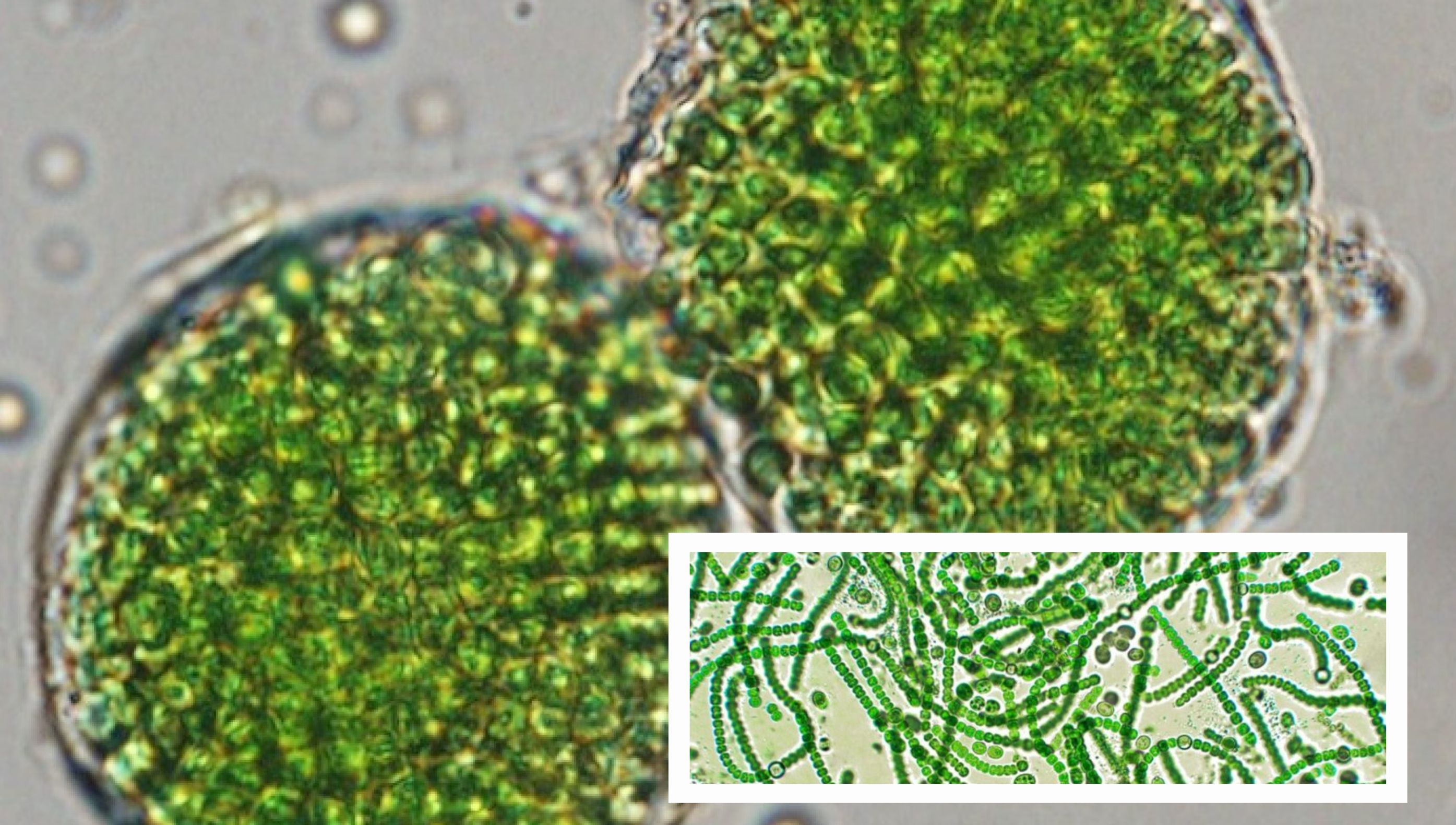Vi khuẩn quang hợp (gọi tắt là PSB = photosynthetic bacteria)