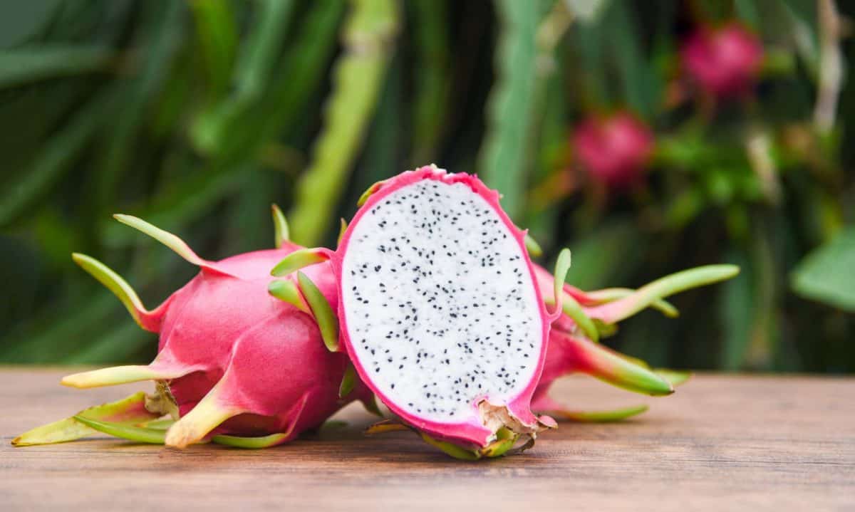 Kỹ Thuật Trồng Và Chăm Sóc Cây Thanh Long Đạt Năng Suất Cao