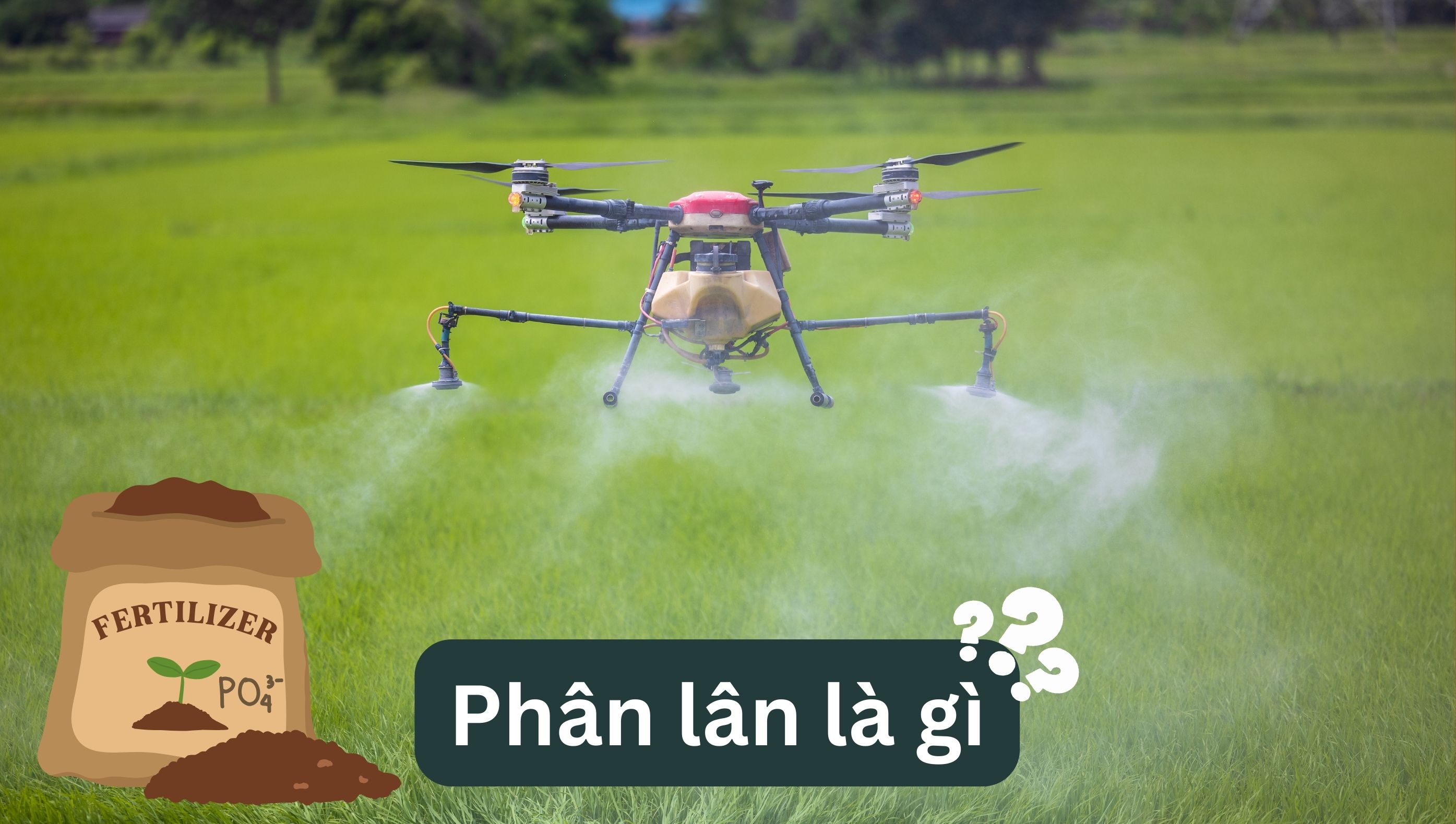 Phân lân là gì: Lợi ích, giá trị dinh dưỡng và các loại phân lân phổ biến