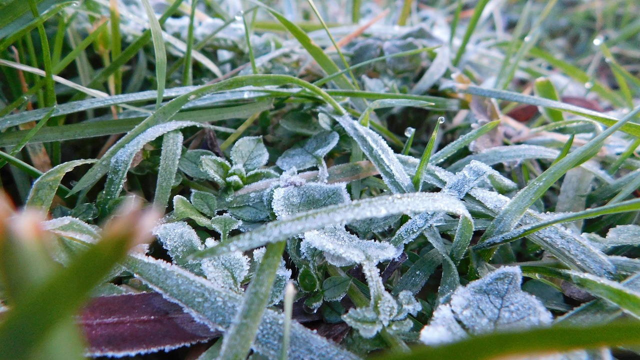 Hiện tượng sương muối tuy xuất hiện không thường xuyên nhưng ảnh hưởng đến quá trình sinh trưởng của cây trồng