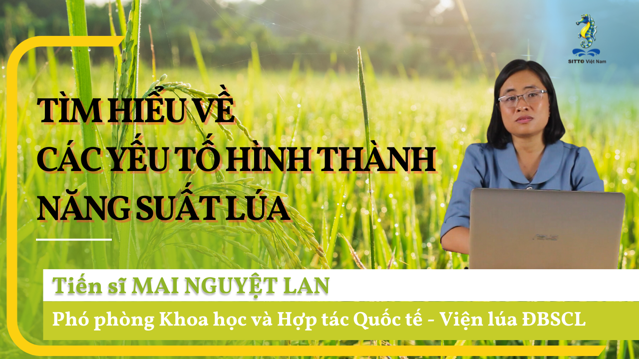 Học Viện Kiến Thức (Sitto Academy) - Kỹ thuật trồng và chăm sóc cây lúa