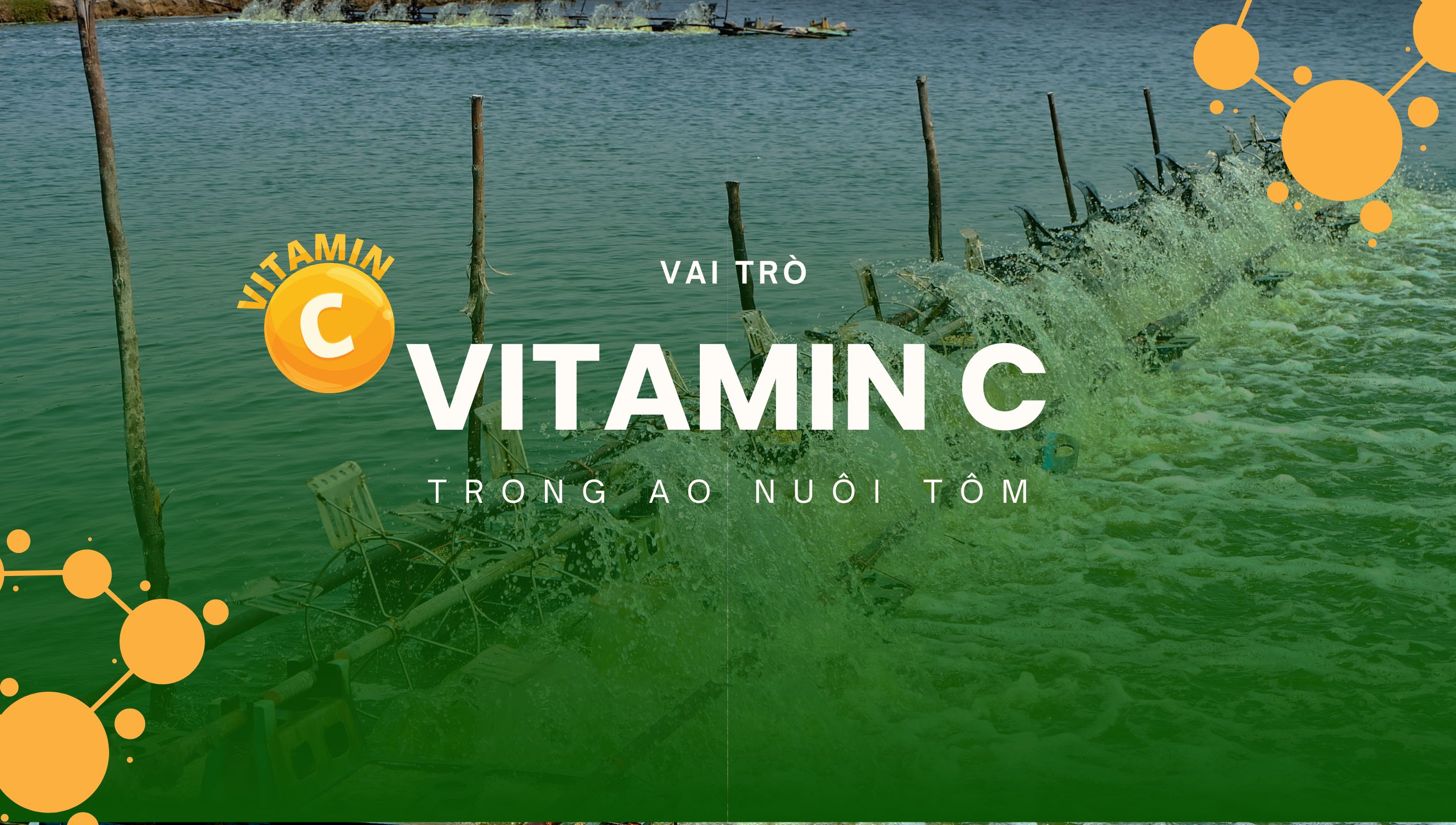 Vitamin C trong nuôi tôm: Vai trò, liều dùng và sản phẩm bổ sung hiệu quả