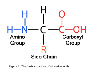 Mạch phân tử Amino Acid