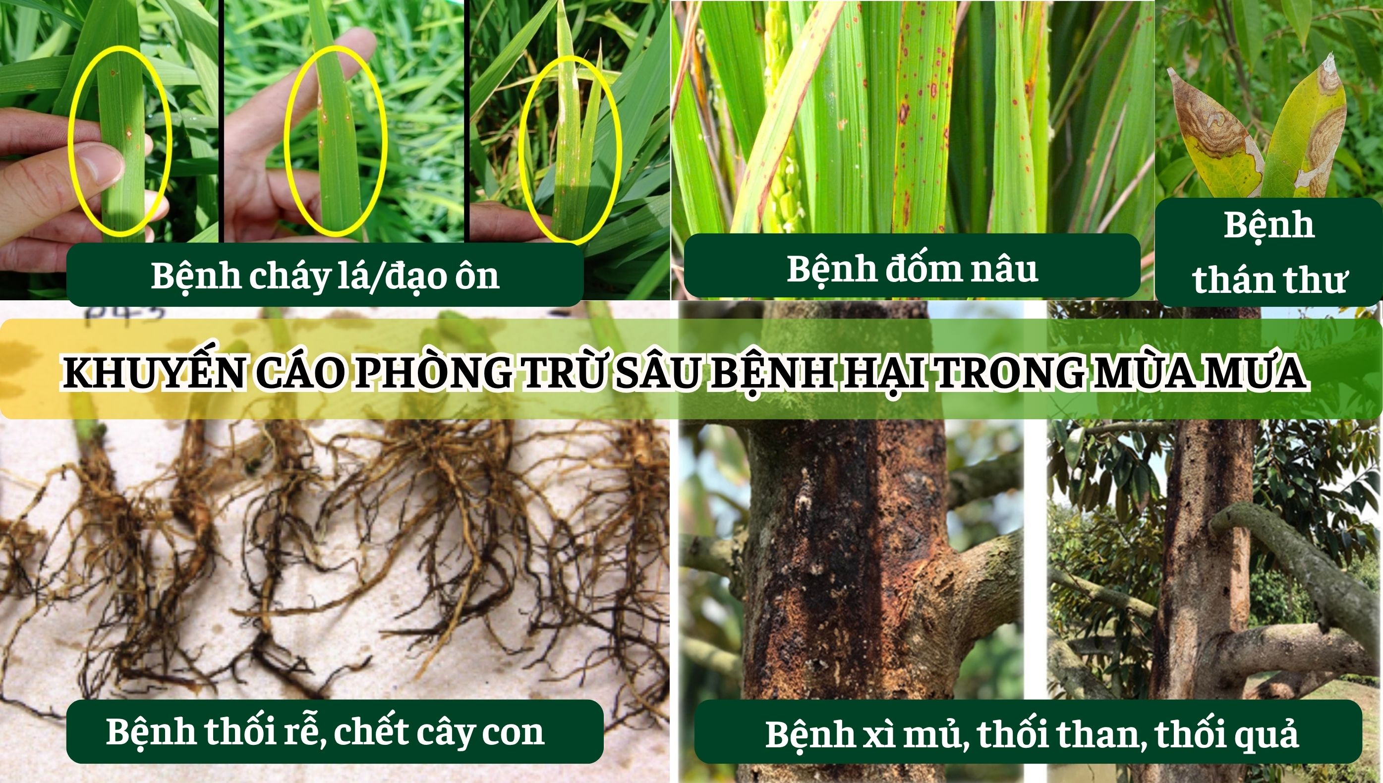 KHUYẾN CÁO PHÒNG TRỪ SÂU BỆNH HẠI TRONG MÙA MƯA