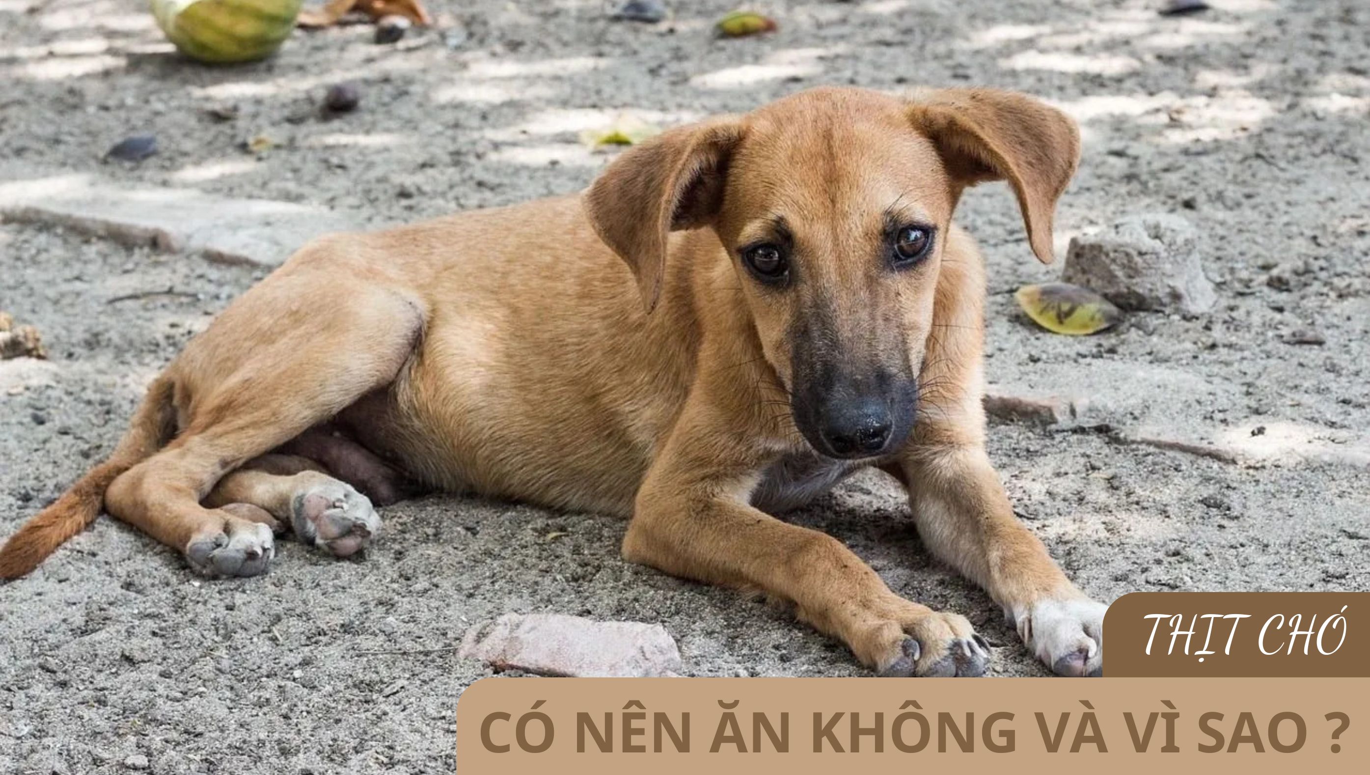 NGUYÊN NHÂN VÀ LÝ DO KHÔNG NÊN ĂN THỊT CHÓ 