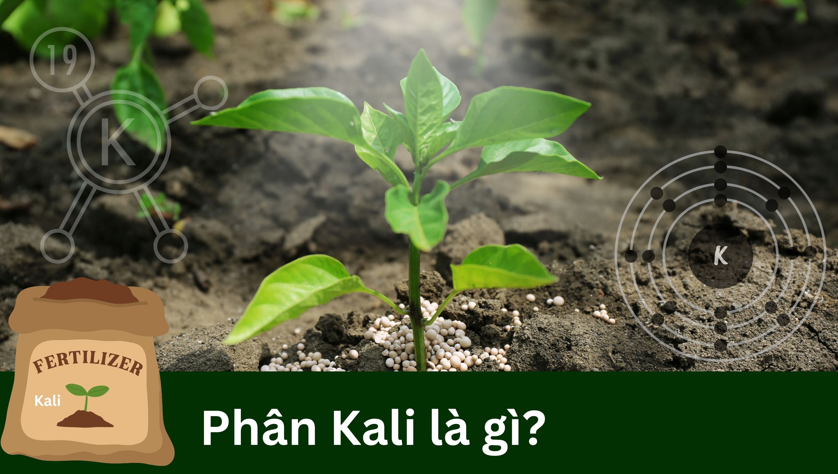 Phân Kali là gì? Công dụng và các loại phân Kali phổ biến thường gặp