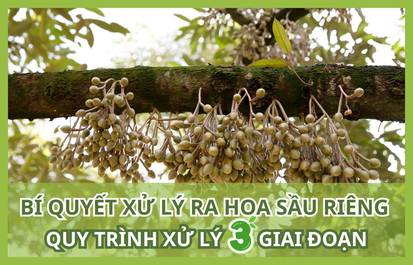 BÍ QUYẾT XỬ LÝ RA HOA SẦU RIÊNG – QUY TRÌNH XỬ LÝ 3 GIAI ĐOẠN