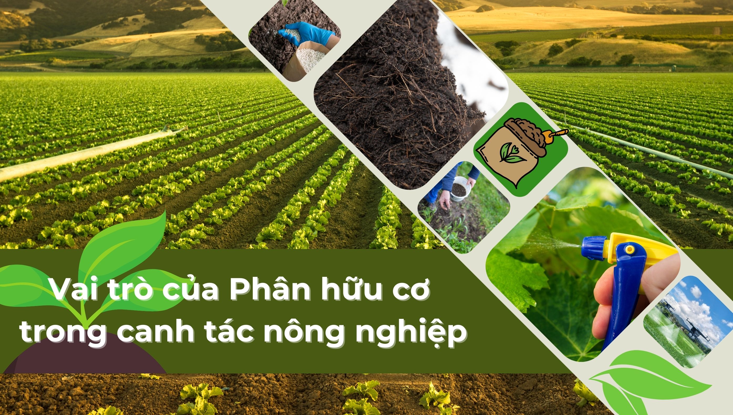 Chất hữu cơ - Tầm quan trọng của chất hữu cơ trong đất đối với sức khoẻ đất và cây trồng