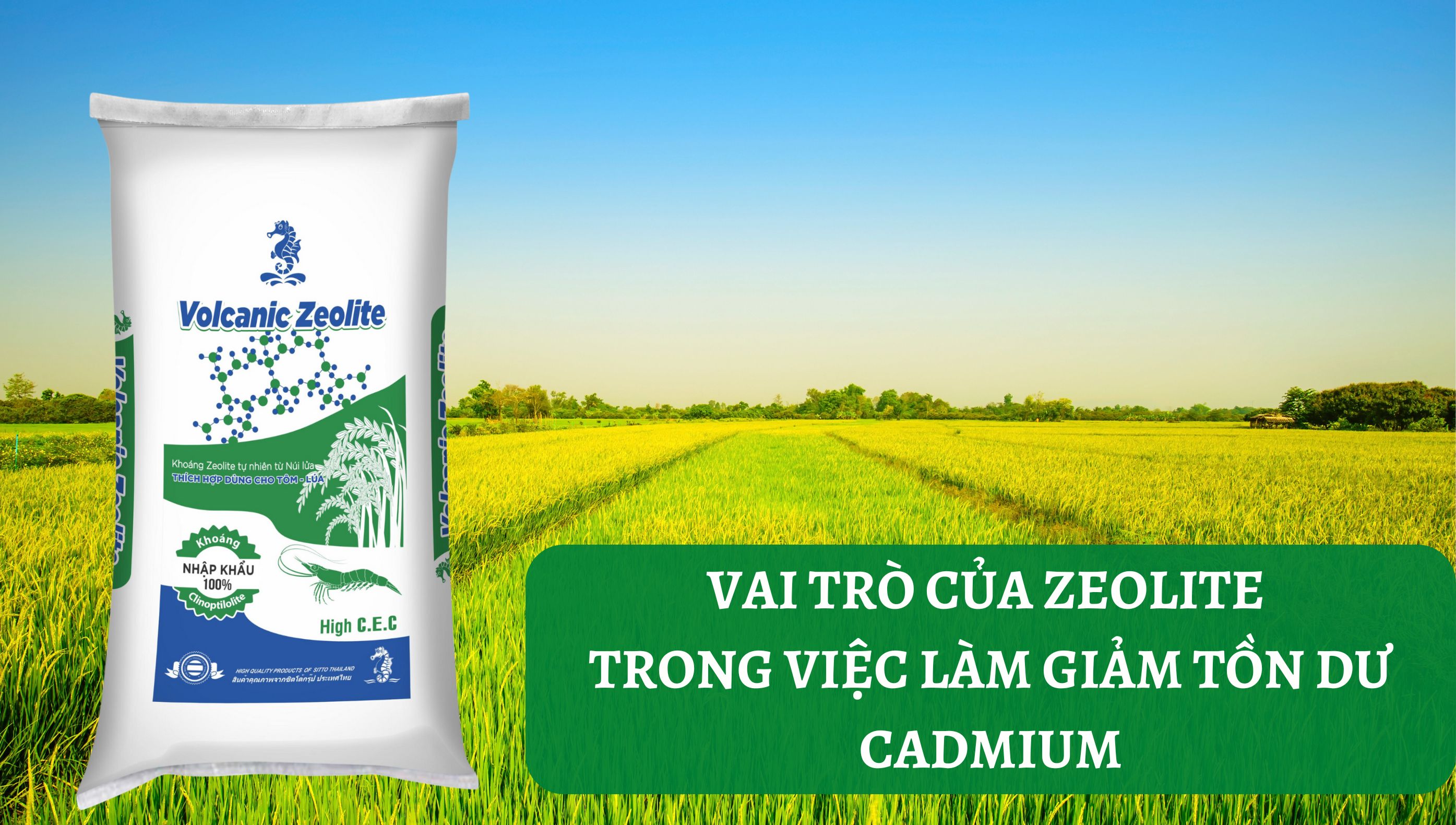 Tìm hiểu nguyên nhân tồn dư Cadmium (Cd) trong đất và cây