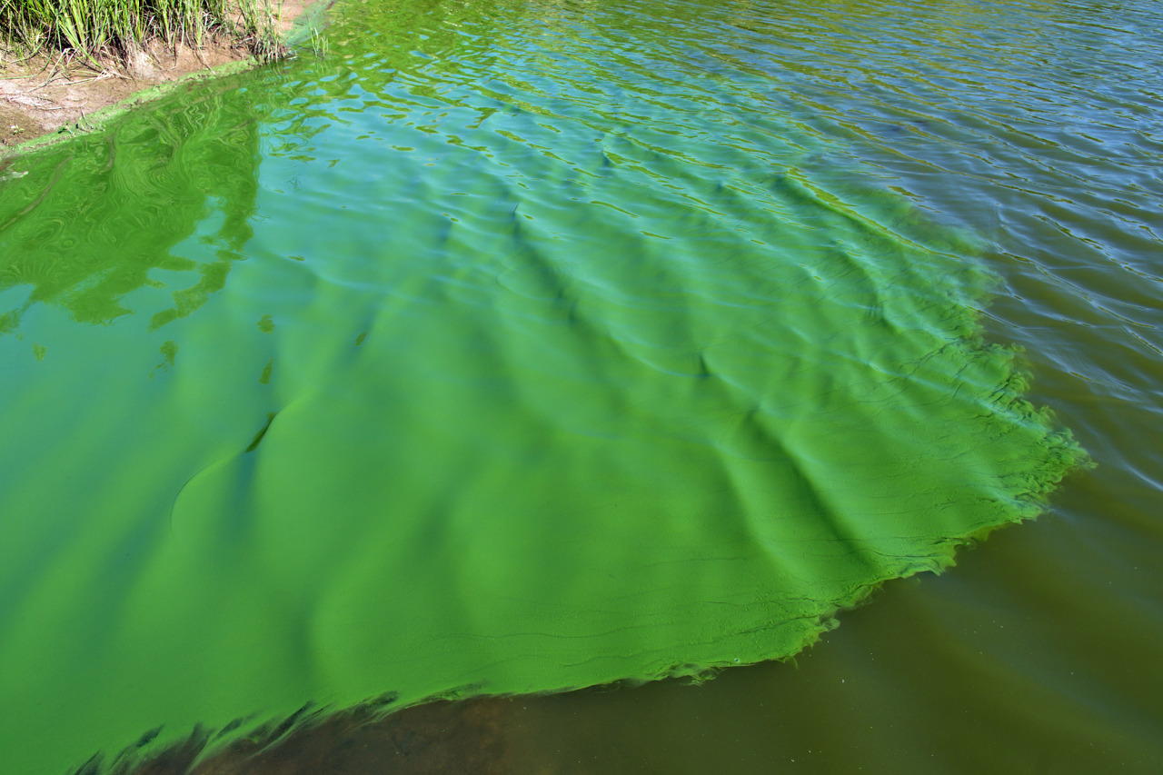Ảnh hưởng của tảo đến tăng trưởng Copepoda