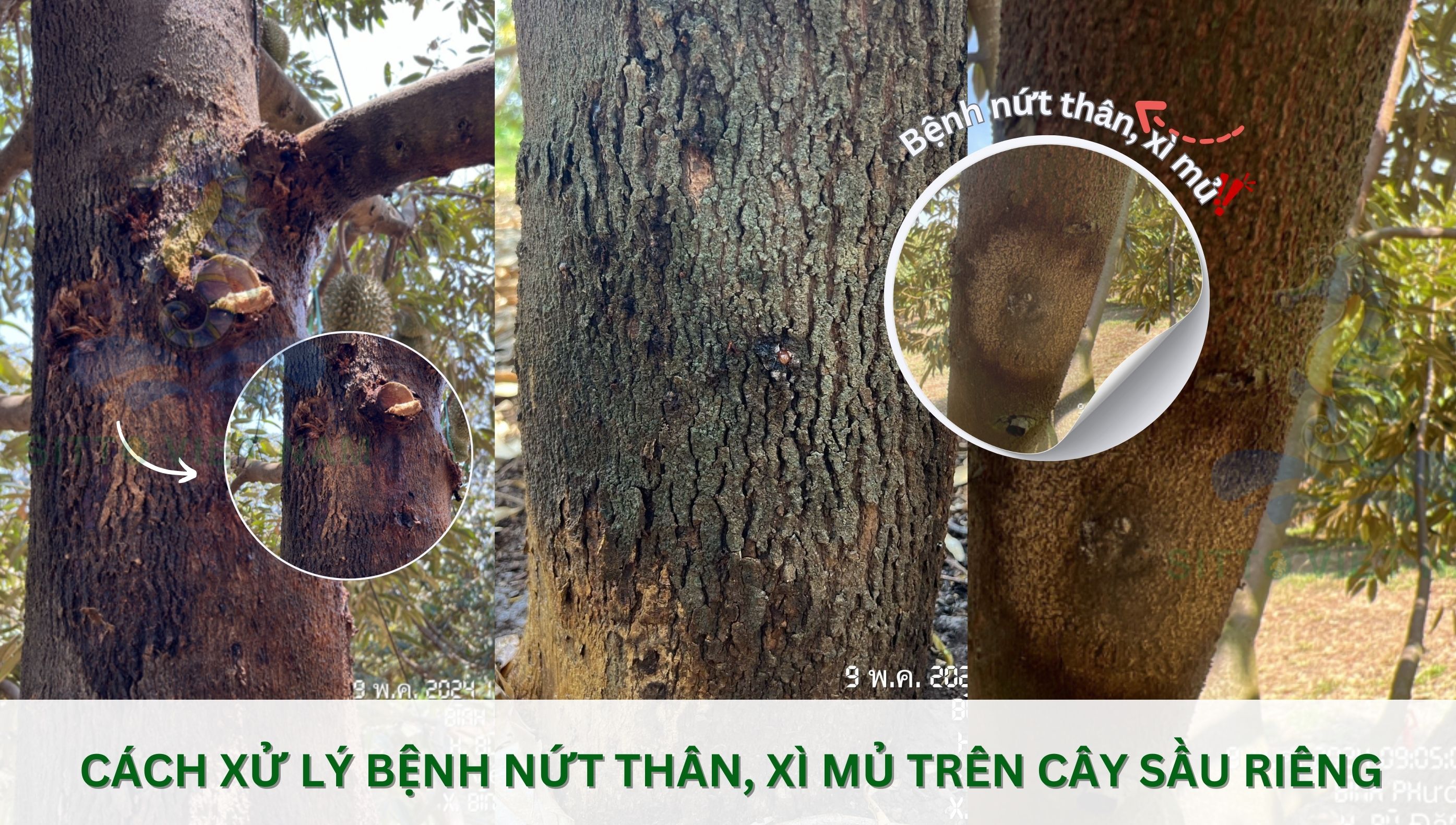 Nguyên nhân và cách xử lý bệnh nứt thân, xì mủ, thối thân thối rễ trên cây sầu riêng mua mưa
