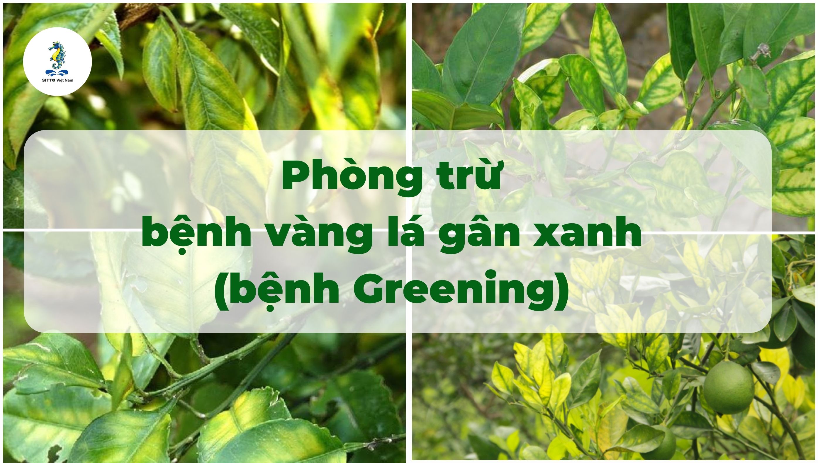 Quy trình phòng trừ bệnh Greening (bệnh vàng lá gân xanh) trên cây bưởi, cam, quýt