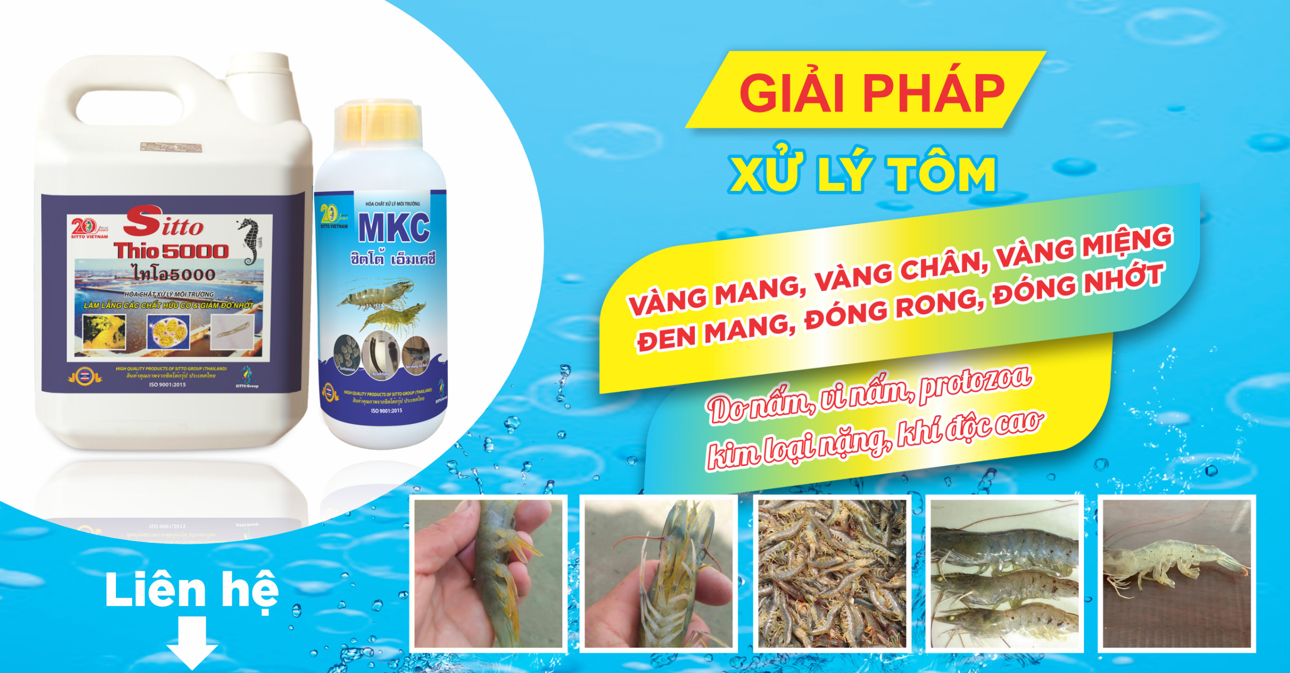 Bộ đôi sitto MKC + THIO 5000 - giải pháp trị vàng chân, vàng miệng cho tôm hiệu quả