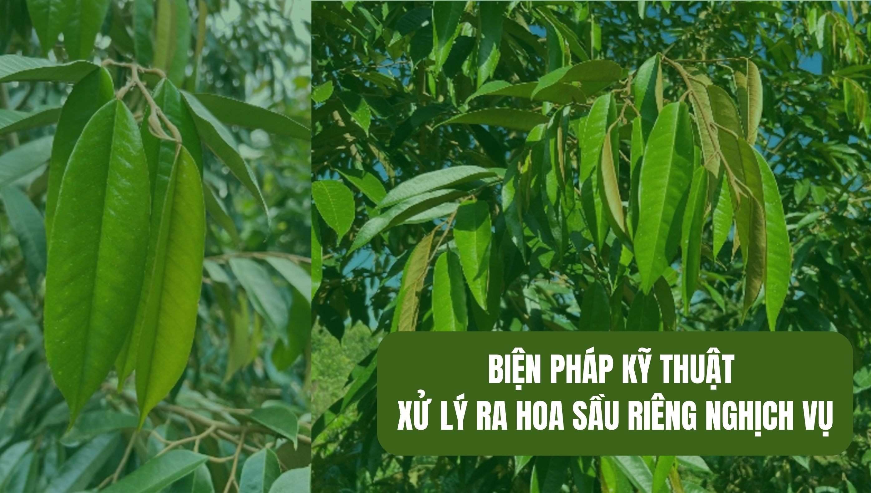 Biện pháp kỹ thuật xử lý ra hoa sầu riêng nghịch vụ