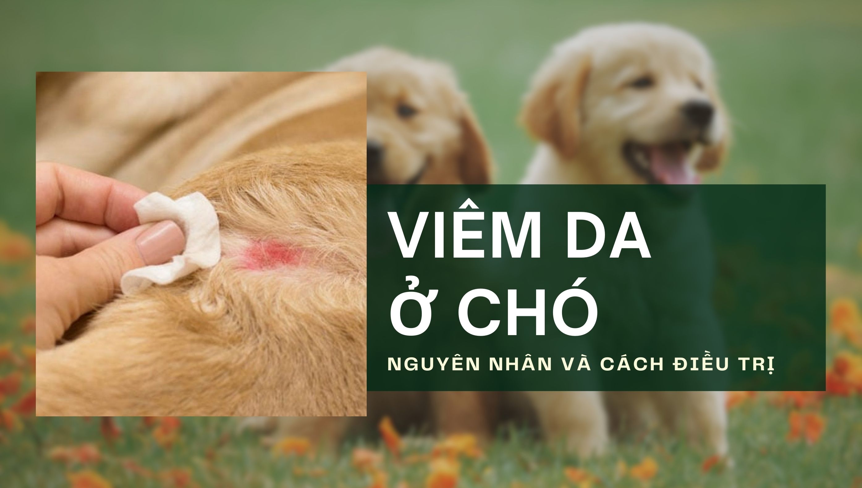 Viêm da ở chó: Nguyên nhân và cách điều trị bệnh hiệu quả