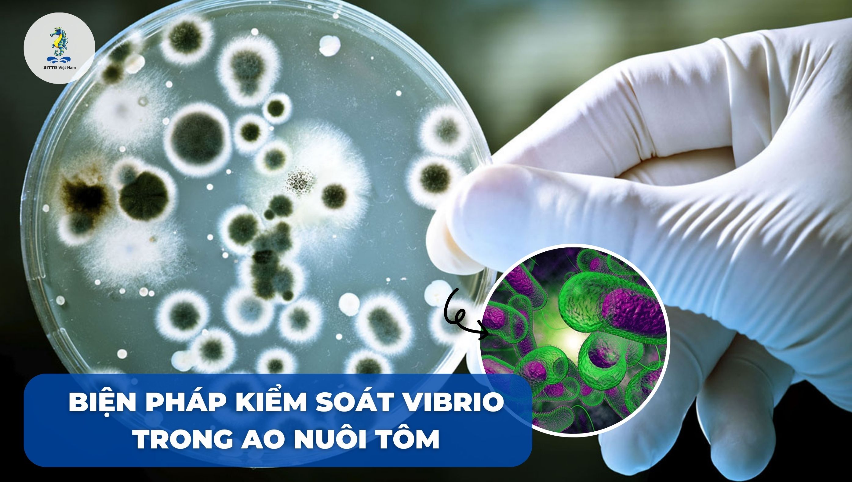 Các biện pháp kiểm soát Vibrio trong ao nuôi tôm