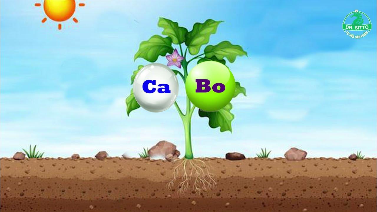 Hiện tượng cây thiếu Ca-Bo