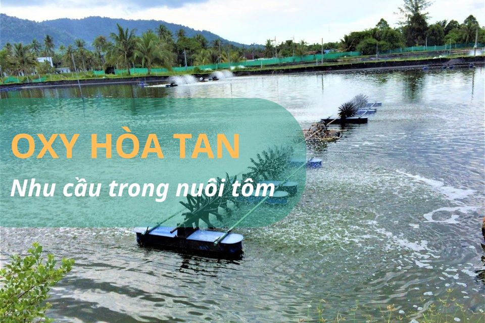 OXY HÒA TAN – NHU CẦU CỐT LÕI TRONG NUÔI TÔM