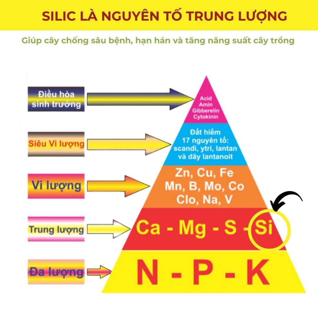 Tác động của tính chất hóa lý của Silic đối với cây trồng