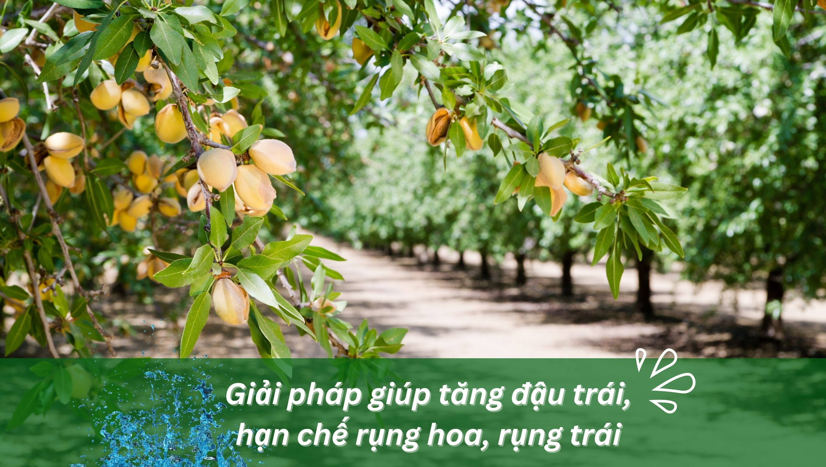 Giải pháp giúp tăng đậu trái, hạn chế rụng hoa, rụng trái và nứt trái