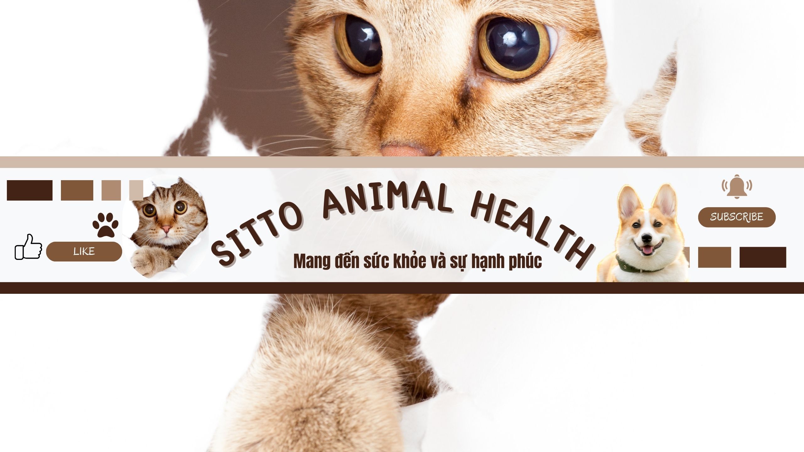 Sitto Animal Health hân hạnh mang đến kênh YouTube chính thức