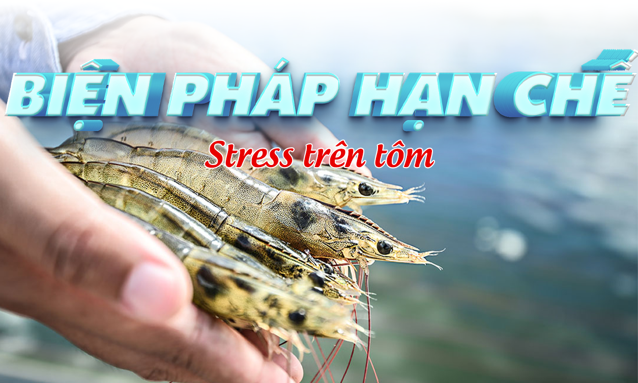 Nguyên Nhân  Và Biện Pháp Hạn Chế Stress Trên Tôm | SITTO eShop