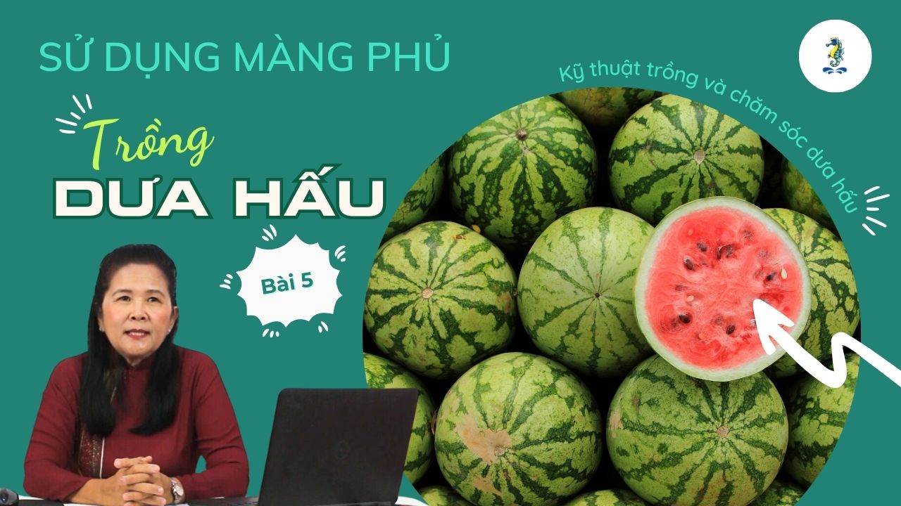 Sử dụng màng phủ trồng dưa hấu | Kỹ thuật trồng và chăm sóc dưa hấu