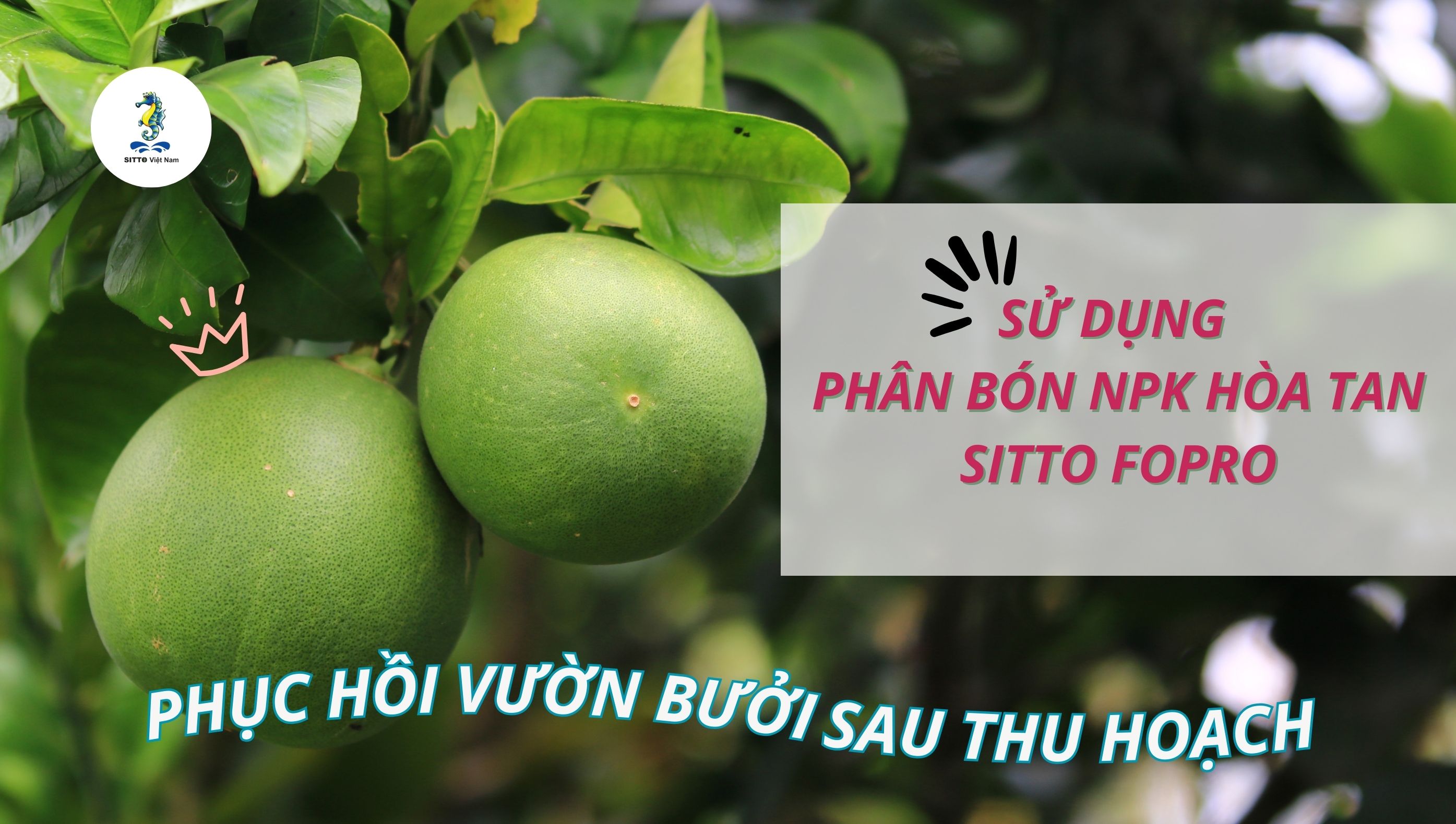 Sử dụng Sitto Fopro phục hồi vườn bưởi sau thu hoạch tại Bình Minh – Vĩnh Long