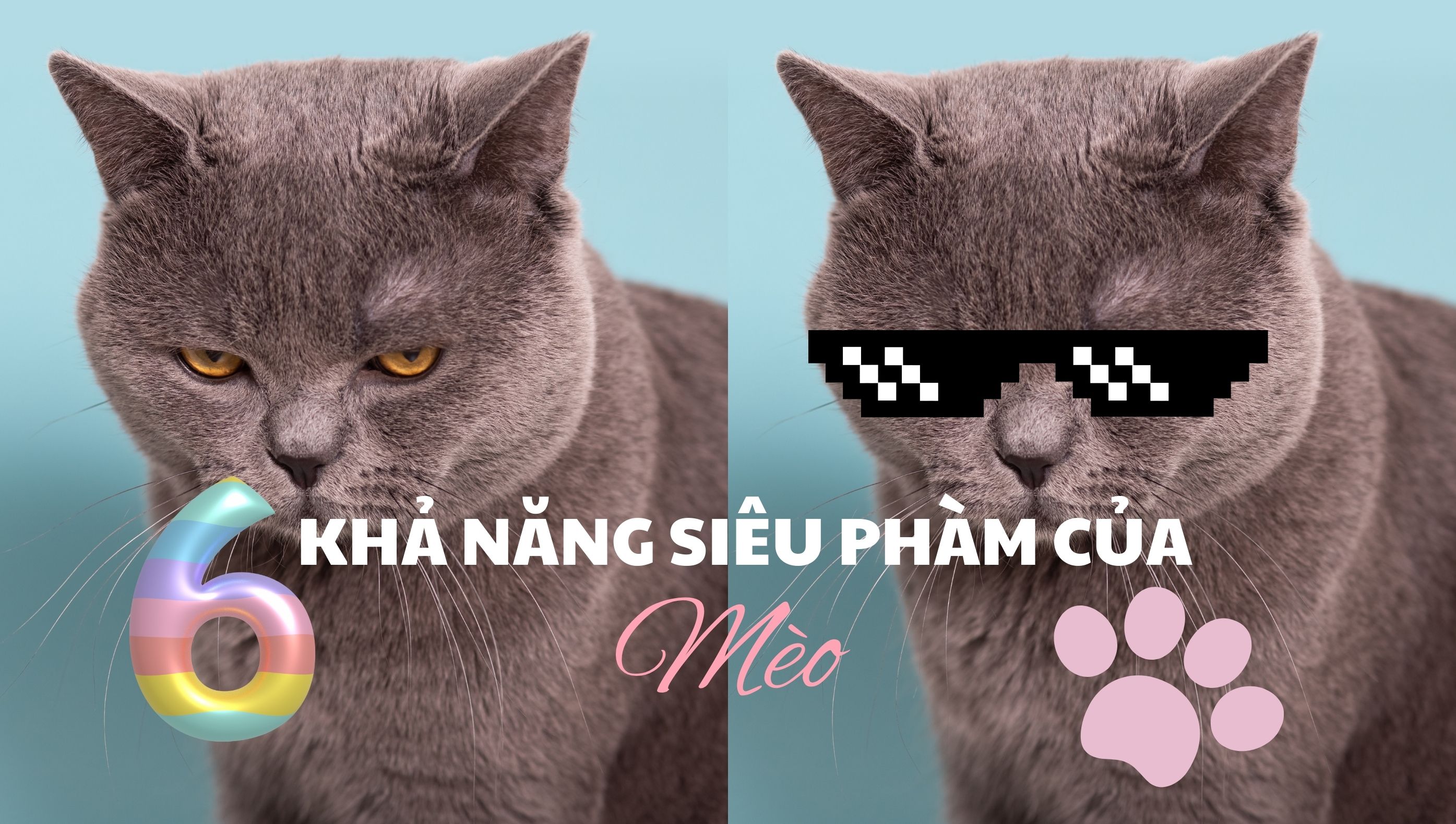 Khả năng siêu phàm của mèo: Sức mạnh bí ẩn dưới đôi mắt ngọc của “Hoàng Thượng”