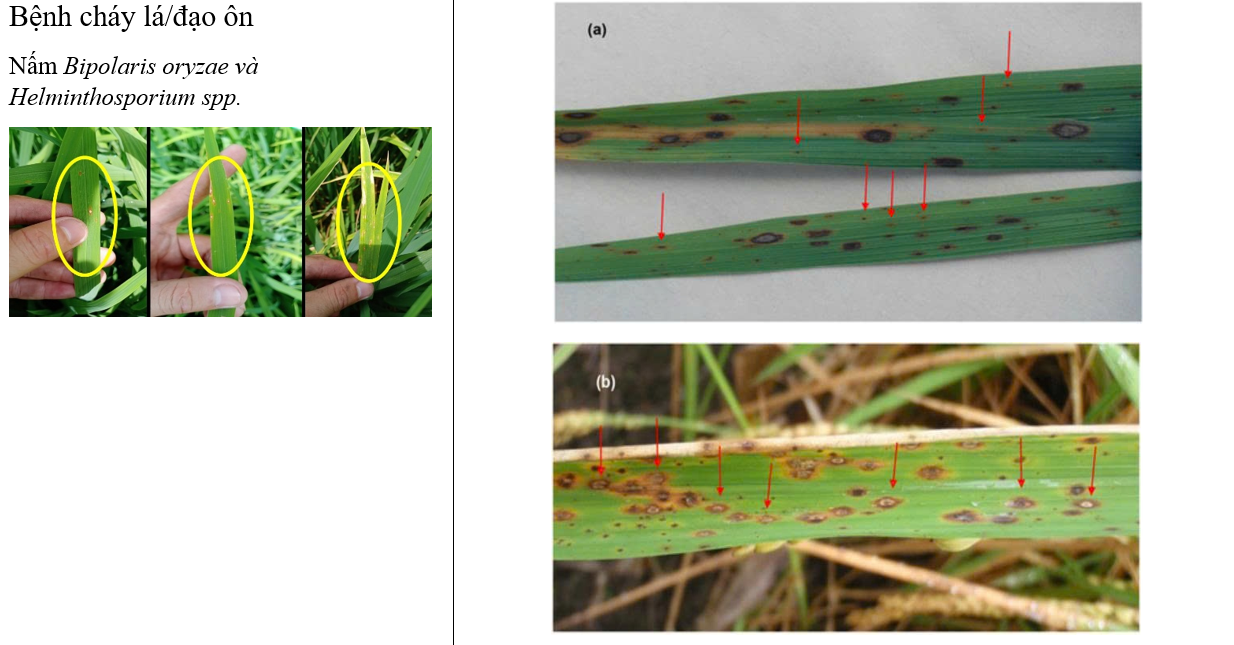 Bệnh cháy lá/đạo ôn Nấm Bipolaris oryzae và Helminthosporium spp.