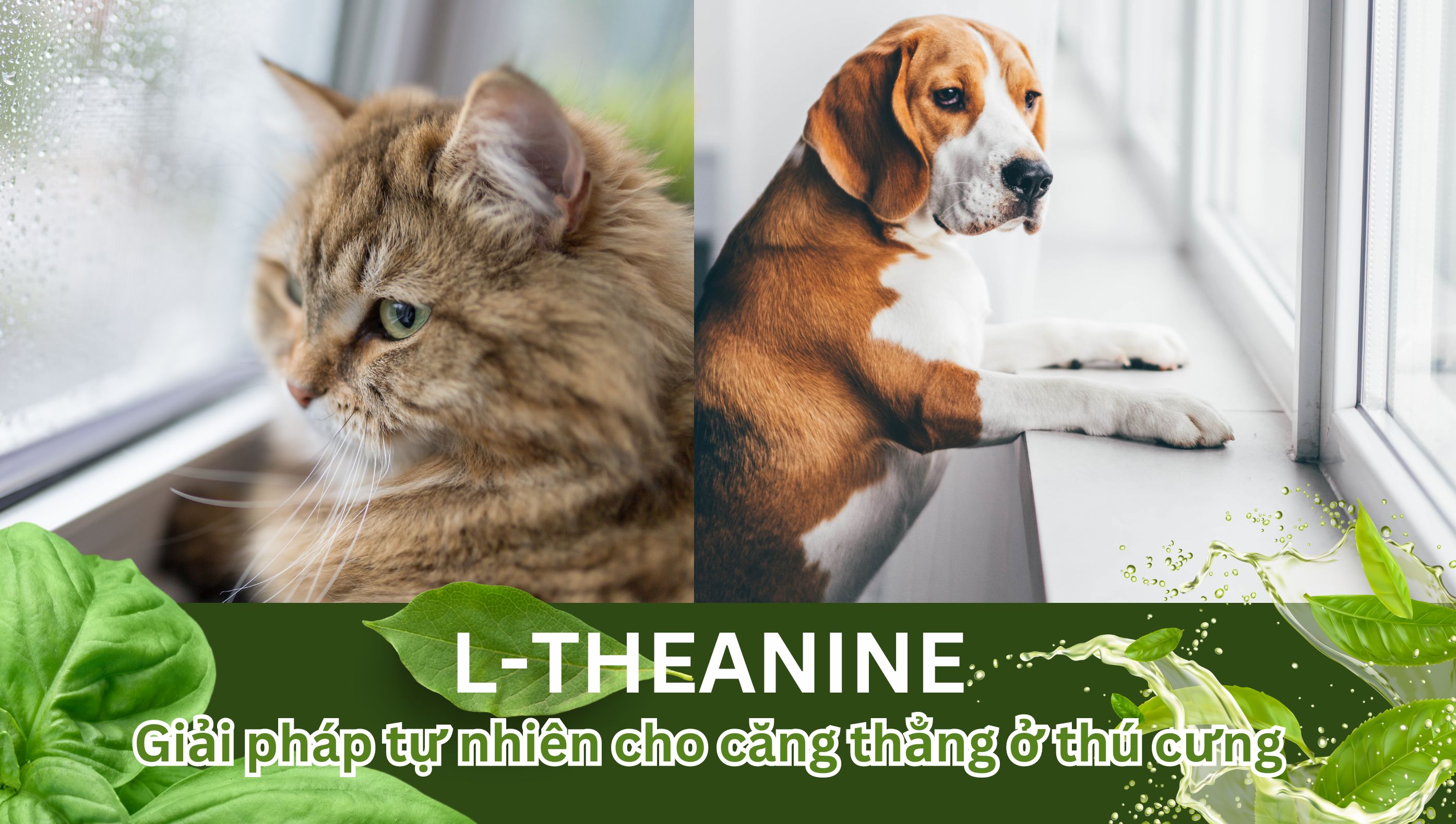 L-Theanine - Giải pháp tự nhiên đối mặt với căng thẳng ở chó và mèo