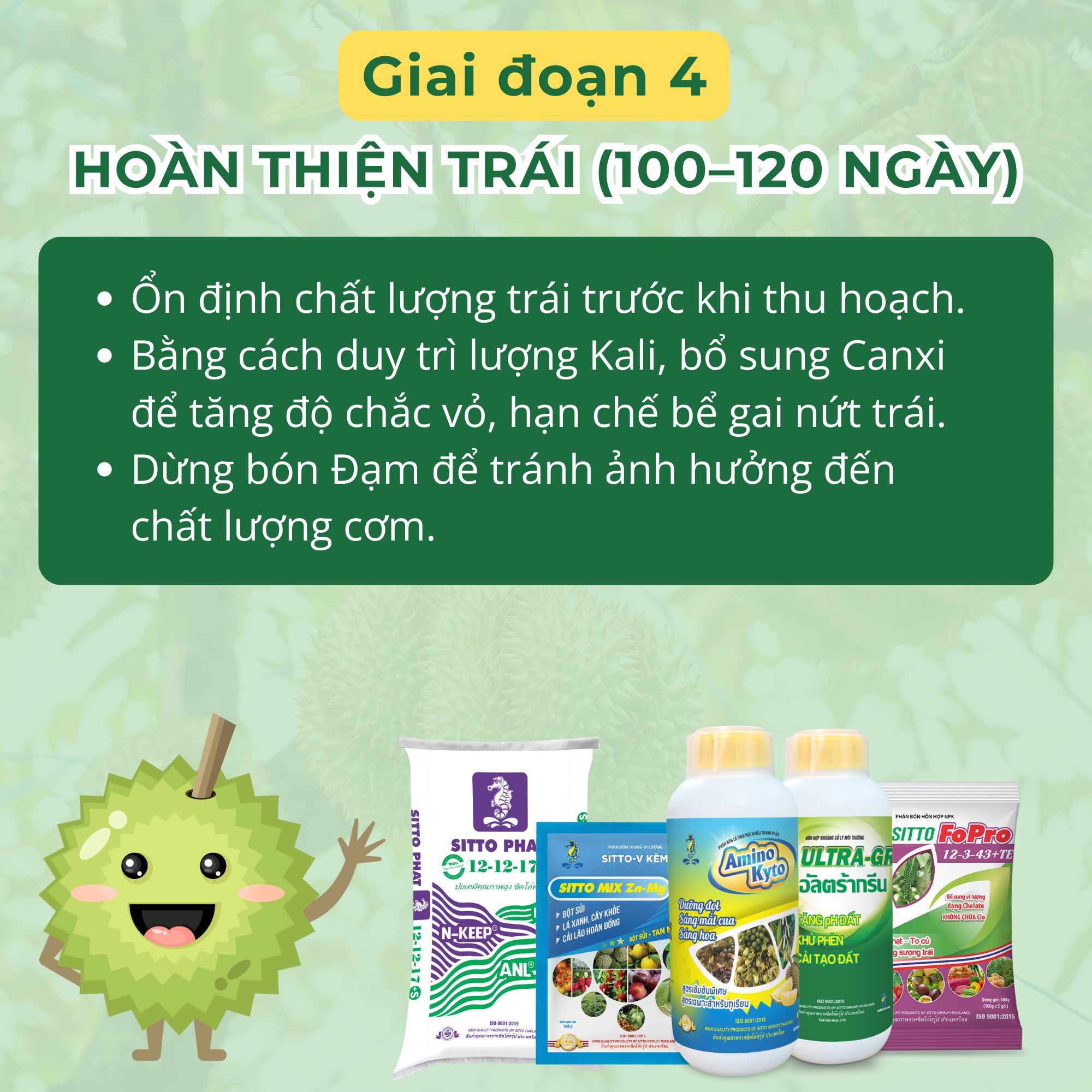 Giai đoạn 4: Hoàn thiện trái (100–120 ngày) - Ổn định chất lượng trái trước khi thu hoạch