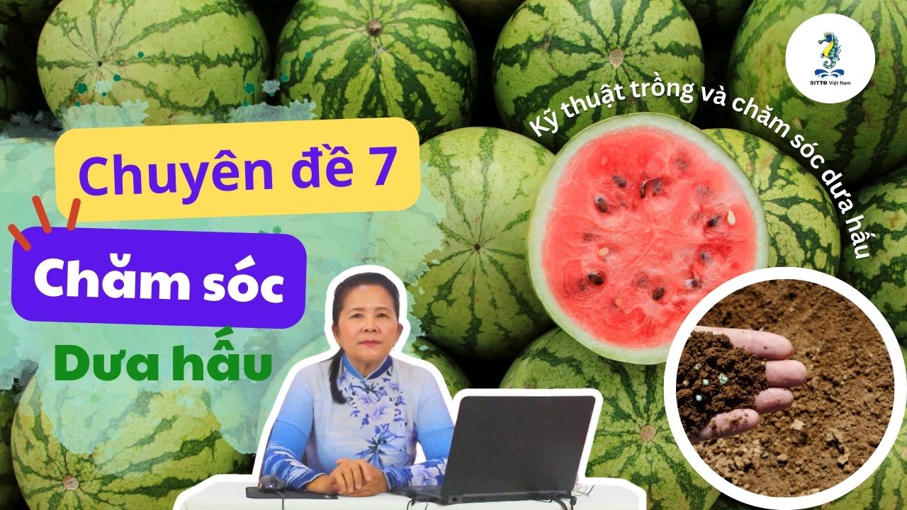 Chăm sóc cây dưa hấu  | Kỹ thuật trồng và chăm sóc dưa hấu