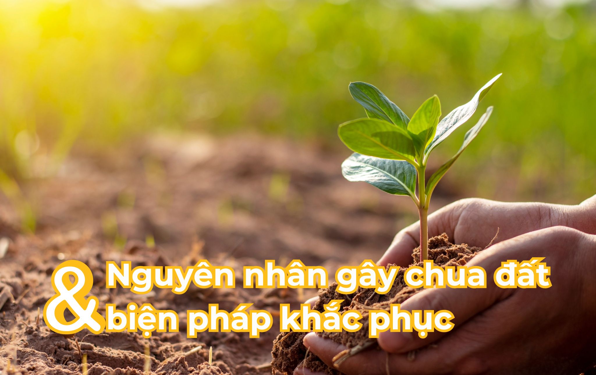 Nguyên nhân gây chua đất và biện pháp khắc phục