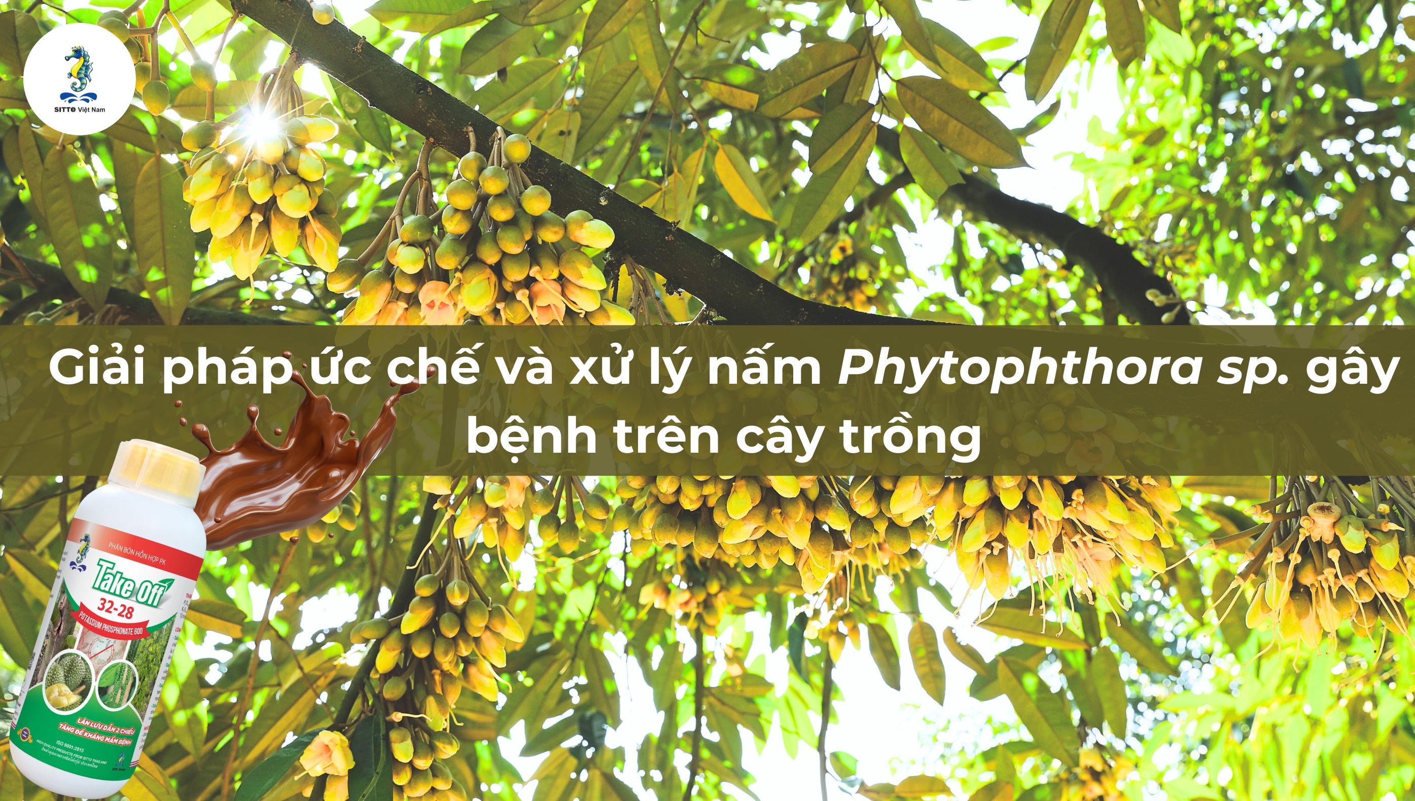 Sitto Take Off 600 - Giải pháp ức chế và xử lý nấm Phytophthora sp. gây bệnh trên cây trồng