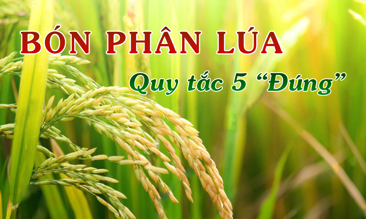 Hướng Dẫn Quản Lý Dinh Dưỡng Cho Lúa Đạt Năng Suất Cao | SITTO eShop