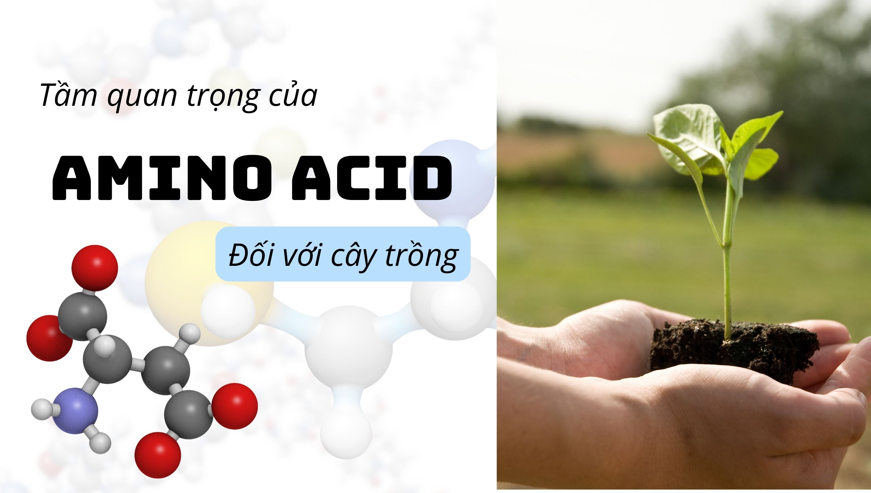 Amino Acid là gì? Tầm quan trọng của Amino Acid đối với cây trồng