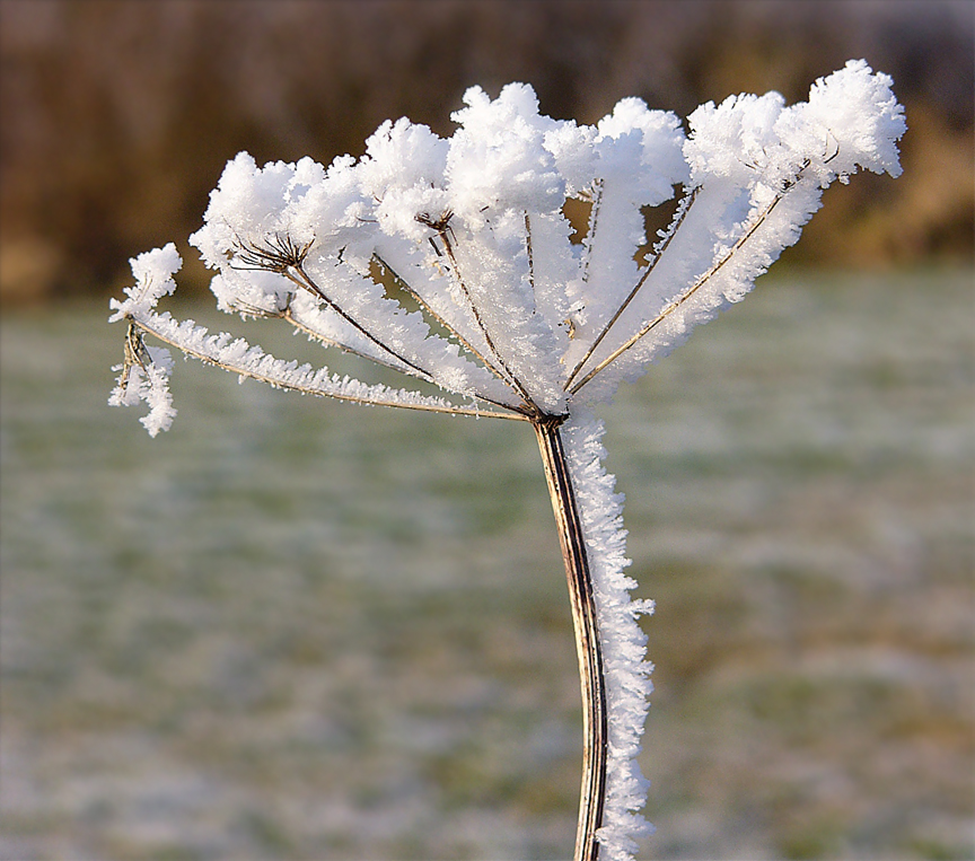 Phương pháp khắc phục tác hại của sương muối cho cây trồng